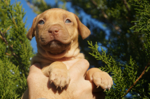 Photo №3. Chenil LOIGHY HEARTS, chiots élevage sportif pit bull terrier. Ukraine