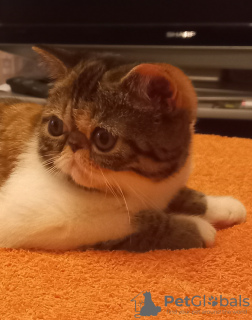 Photo №4. Je vais vendre exotic shorthair en ville de Москва. annonce privée - prix - 1€