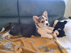 Photo №1. welsh corgi - à vendre en ville de Subotica | 750€ | Annonce №160995