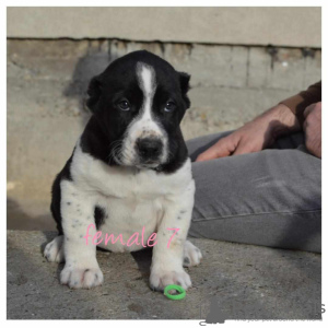 Photos supplémentaires: Chiots bergers d'Asie centrale