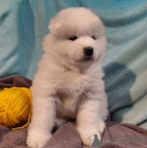 Photo №3. Pennout de Samojedin. La finlande