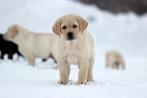 Photo №3. Labrador et mâle Labrador retriever. Fédération de Russie