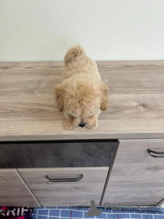 Photo №2 de l'annonce № 166826 de la vente chien bâtard - acheter à Biélorussie éleveur