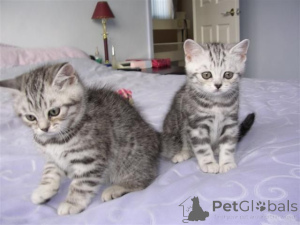 Photo №1. american shorthair - à vendre en ville de Arrondissement de Berchtesgaden-Campagne | négocié | Annonce № 159563