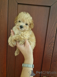 Photo №3. Je vends d'adorables chiots maltipoo. Serbie