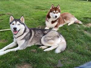 Photo №1. husky de sibérie - à vendre en ville de Marseille | Gratuit | Annonce №162732