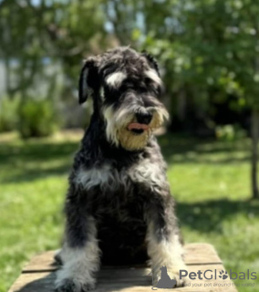 Photo №2 de l'annonce № 108884 de la vente schnauzer miniature - acheter à Serbie éleveur