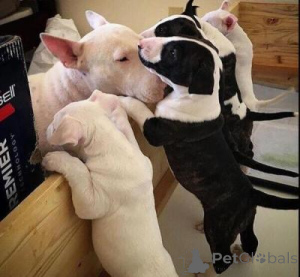Photo №1. bull terrier - à vendre en ville de Linz | 300€ | Annonce №168062
