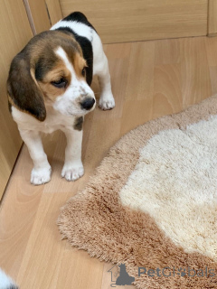 Photo №4. Je vais vendre beagle en ville de Øsløs. annonce privée, éleveur - prix - 850€