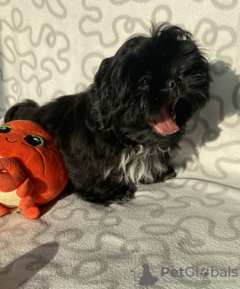 Photo №3. Gène chocolat chien Shih Tzu, acte de naissance. Pologne