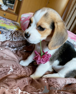 Photo №1.  - à vendre en ville de Toronto | 581€ | Annonce №164608