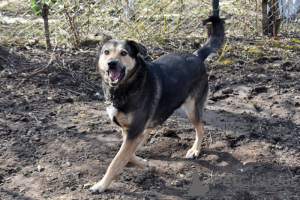 Photo №1. chien bâtard - à vendre en ville de Saint-Pétersbourg | Gratuit | Annonce №139206