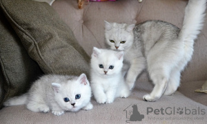 Photo №1. british shorthair - à vendre en ville de Berlin | 350€ | Annonce № 123358