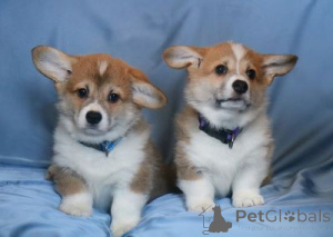 Photo №2 de l'annonce № 167152 de la vente welsh corgi - acheter à Biélorussie éleveur