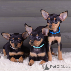 Photo №1. ratier de prague - à vendre en ville de Mauvais münsteerefel | négocié | Annonce №154708