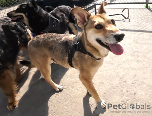 Photo №2 de l'annonce № 102687 de la vente chien bâtard - acheter à Fédération de Russie de l'abri