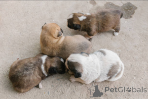 Photo №4. Je vais vendre  en ville de Glasgow. éleveur - prix - 650€