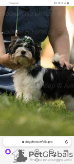 Photo №1. biewer yorkshire terrier - à vendre en ville de Tolyatti | 1602€ | Annonce №107774