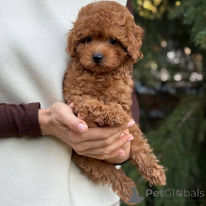 Photo №2 de l'annonce № 166803 de la vente spitz nain - acheter à Allemagne annonce privée