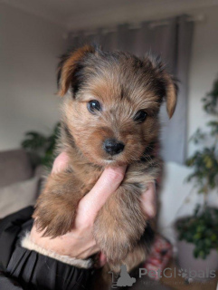 Photo №3. Chiots Yorkshire terrier à vendre. Chypre