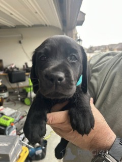 Photo №1. labrador retriever - à vendre en ville de Difficulté | négocié | Annonce №165850