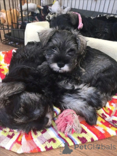 Photo №4. Je vais vendre schnauzer géant en ville de Флорида Сити. annonce privée, éleveur - prix - 1063€