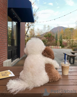 Photo №2 de l'annonce № 128597 de la vente caniche (jouet) - acheter à Portugal éleveur