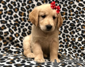 Photo №1. golden retriever - à vendre en ville de Lahti | Gratuit | Annonce №128377