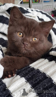 Photo №3. Chatons British Shorthair a donner. France