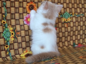 Photo №2 de l'annonce № 6997 de la vente highland-straights - acheter à Ukraine annonce privée