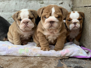 Photo №3. De mignons chiots bouledogues anglais disponibles à la vente. Allemagne