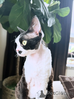 Photo №2 de l'annonce № 169155 de la vente devon rex - acheter à La finlande annonce privée