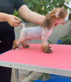 Photos supplémentaires: Chiots chinois à crête