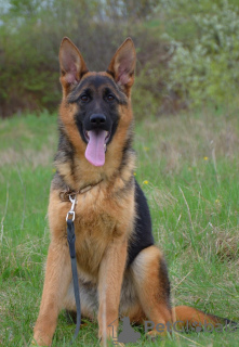 Photos supplémentaires: Chiots berger allemand. FCI.