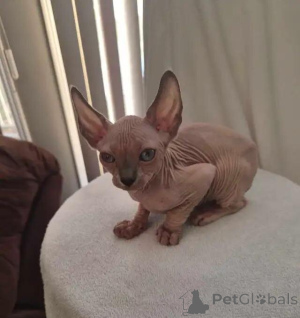 Photo №2 de l'annonce № 176002 de la vente sphynx - acheter à Allemagne annonce privée