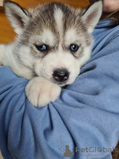 Photos supplémentaires: Husky sibérien