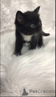 Photo №4. Je vais vendre scottish straight en ville de Филадельфия. annonce privée - prix - négocié