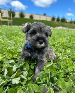 Photo №2 de l'annonce № 168568 de la vente schnauzer miniature - acheter à Allemagne éleveur