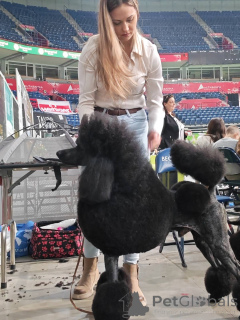 Photo №1. caniche royale - à vendre en ville de Valeovo | négocié | Annonce №166125