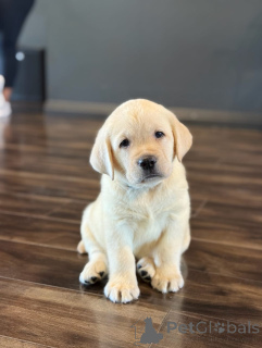 Photo №3. Prachtige Labrador Retriever-puppy's zoeken een liefdevol new thuis. Pays Bas
