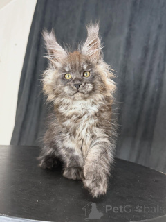 Photo №2 de l'annonce № 156465 de la vente maine coon - acheter à France éleveur