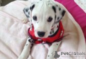 Photo №2 de l'annonce № 126926 de la vente dalmatien - acheter à Allemagne annonce privée