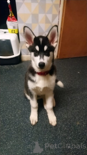 Photo №1. husky de sibérie - à vendre en ville de Zinkgruvan | 1000€ | Annonce №168438
