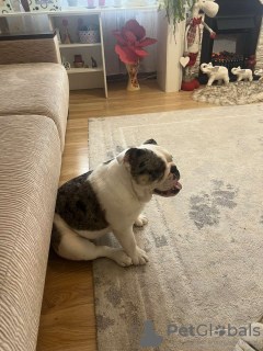 Photo №2 de l'annonce № 40330 de la vente  - acheter à Biélorussie 