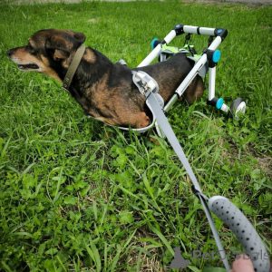 Photo №2 de l'annonce № 139947 de la vente chien bâtard - acheter à Fédération de Russie 