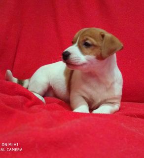 Photos supplémentaires: Kennel RKF / FCI propose de charmants chiots Jack Russell Terrier. Filles, Dr.