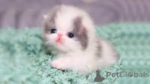 Photo №3. Chatons persans. Allemagne