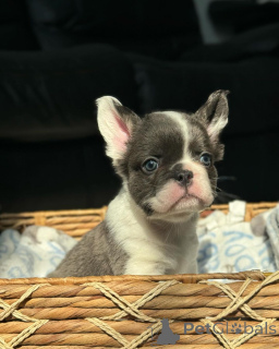 Photo №2 de l'annonce № 150644 de la vente  - acheter à Allemagne de l'abri, éleveur