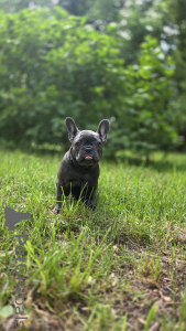 Photo №3. Couleur bleu bouledogue français. Fédération de Russie