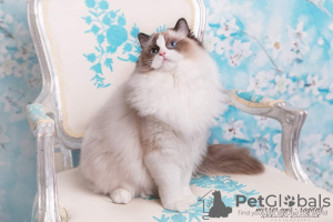 Photo №4. Je vais vendre ragdoll en ville de Jastrzębie-Zdrój. éleveur - prix - 750€